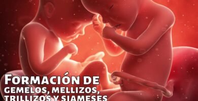 ¿Cómo se puede saber si son gemelos o mellizos?