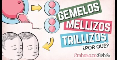 ¿Por qué se forman los gemelos?