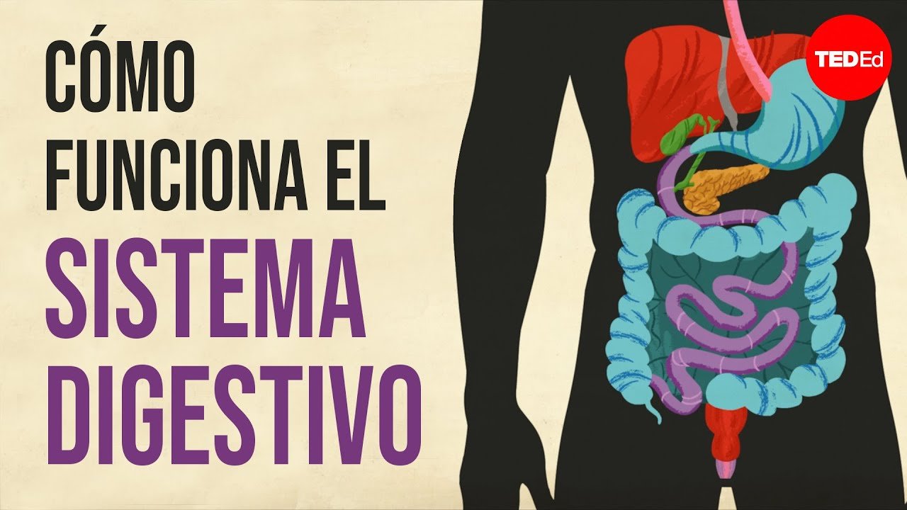 Curiosidades sobre el maduración del sistema digestivo