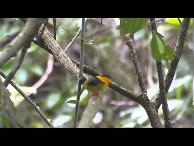 Curiosidades sobre el respuesta a estímulos luminosos