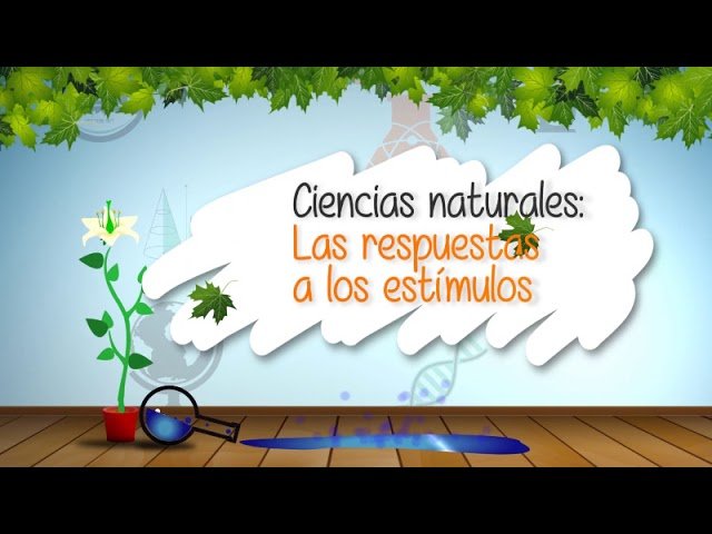 ¿Qué debes saber sobre el respuesta a estímulos luminosos?